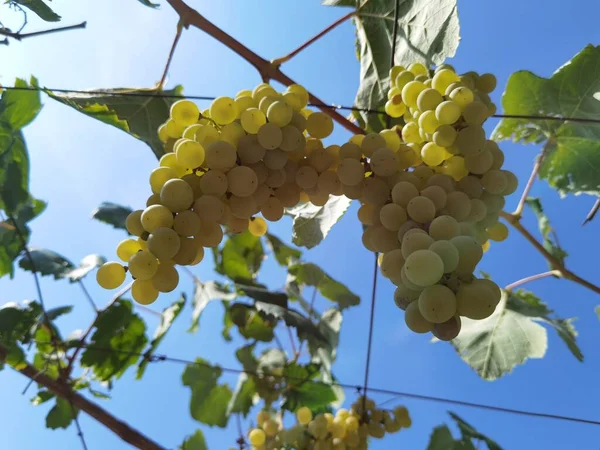 Uvas Viñedo Septiembre Otoño Con Uvas Frescas Maduras Hojas Verdes — Foto de Stock