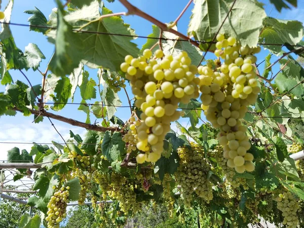 Raisins Dans Vignoble Septembre Automne Avec Des Raisins Frais Mûrs — Photo