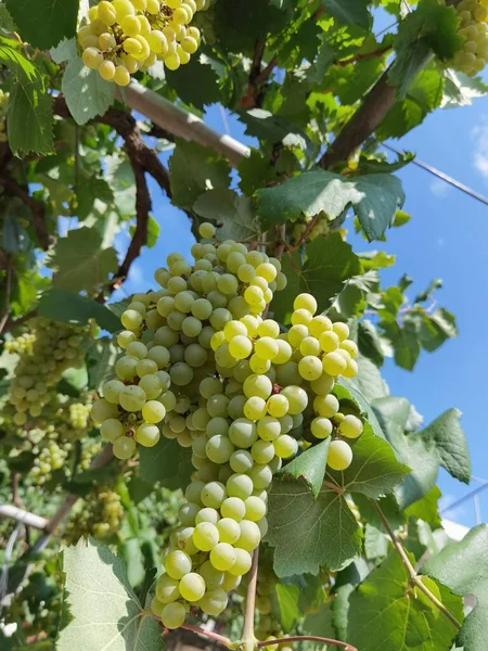 Uvas Uma Vinha Setembro Outono Com Uvas Frescas Maduras Folhas — Fotografia de Stock