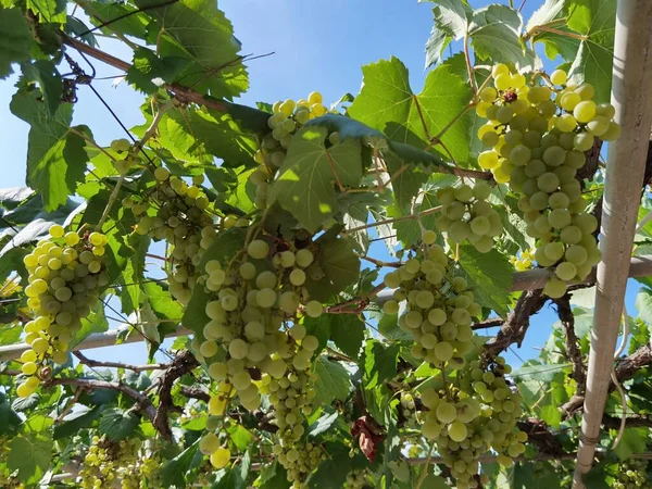 Uvas Uma Vinha Setembro Outono Com Uvas Frescas Maduras Folhas — Fotografia de Stock