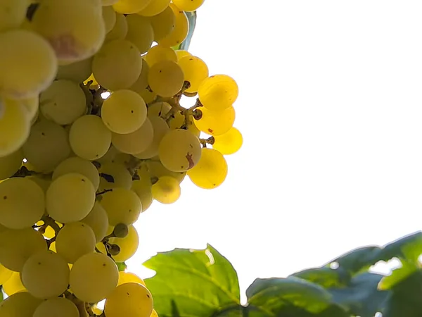 Grapes Vineyard September Autumn Ripe Fresh Grapes Green Leaves Arta — Stock Photo, Image