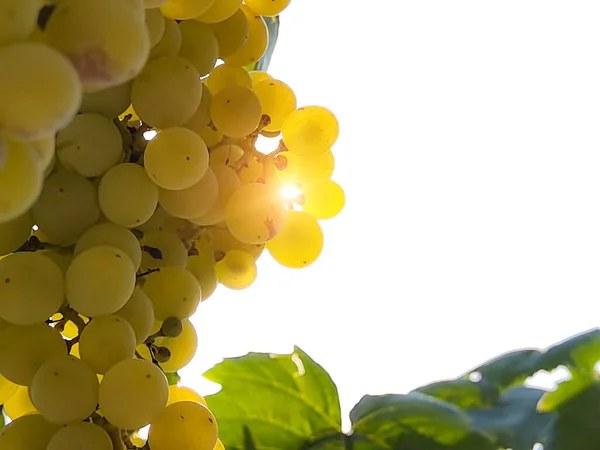 Uvas Viñedo Septiembre Otoño Con Uvas Frescas Maduras Hojas Verdes — Foto de Stock