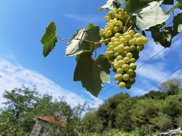 Winogrona Winnicy Wrześniu Jesień Dojrzałych Świeżych Winogron Zielonych Liści Arta — Zdjęcie stockowe
