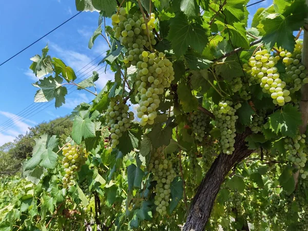 Druiven Een Wijngaard September Herfst Met Rijpe Verse Druiven Groene — Stockfoto