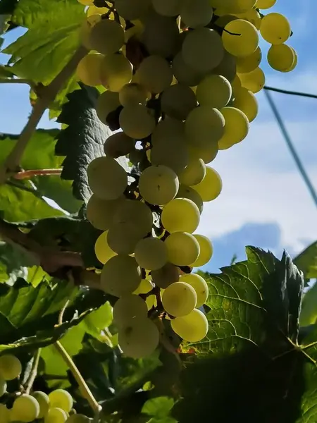 Uvas Viñedo Septiembre Otoño Con Uvas Frescas Maduras Hojas Verdes —  Fotos de Stock