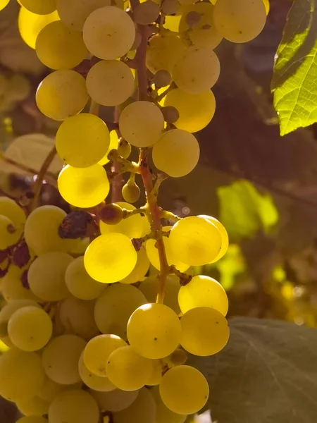 Uvas Viñedo Septiembre Otoño Con Uvas Frescas Maduras Hojas Verdes —  Fotos de Stock