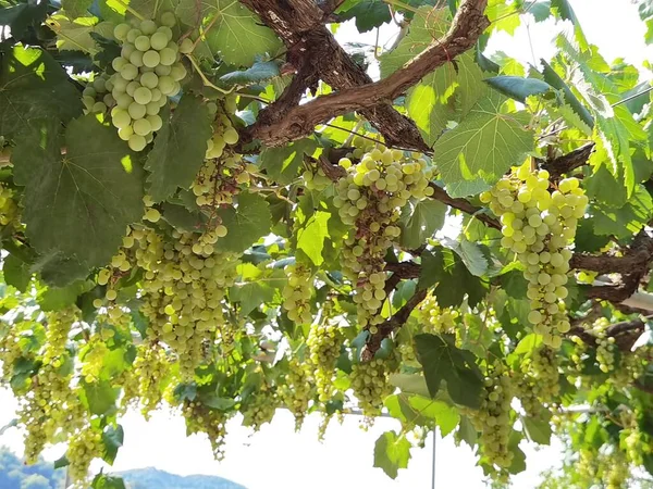 Uvas Uma Vinha Setembro Outono Com Uvas Frescas Maduras Folhas — Fotografia de Stock