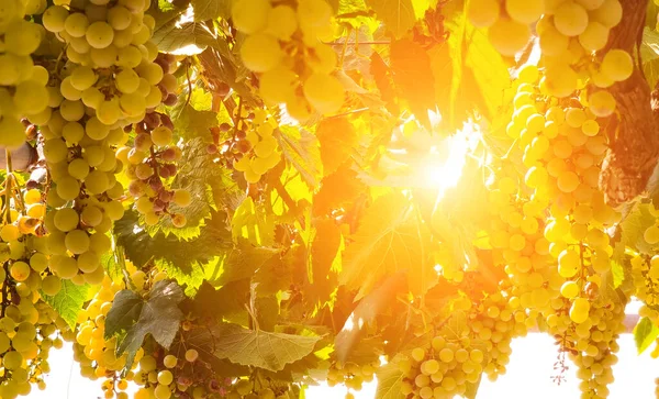 Druiven Een Wijngaard September Herfst Met Rijpe Verse Druiven Groene — Stockfoto