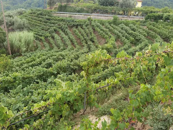 Raisins Dans Vignoble Septembre Automne Avec Des Raisins Frais Mûrs — Photo