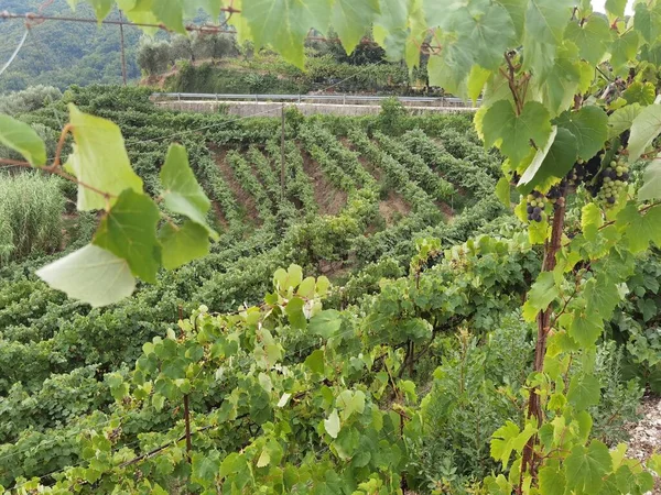 Виноград Винограднике Сентябре Осень Спелыми Свежими Зелеными Листьями Винограда Искусстве — стоковое фото