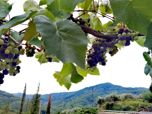 Grapes Vineyard September Autumn Ripe Fresh Grapes Green Leaves Arta — Stock Photo, Image