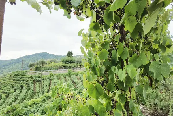 Uva Vigneto Settembre Autunno Con Uve Fresche Mature Foglie Verdi — Foto Stock