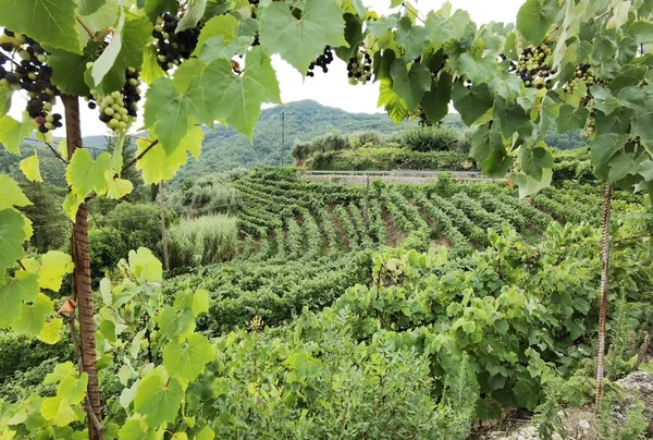 Uva Vigneto Settembre Autunno Con Uve Fresche Mature Foglie Verdi — Foto Stock