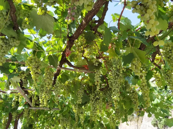 Uvas Uma Vinha Setembro Outono Com Uvas Frescas Maduras Folhas — Fotografia de Stock