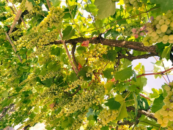 Szőlő Egy Szőlőültetvényen Szeptemberben Ősszel Érett Friss Szőlő Zöld Levelek — Stock Fotó