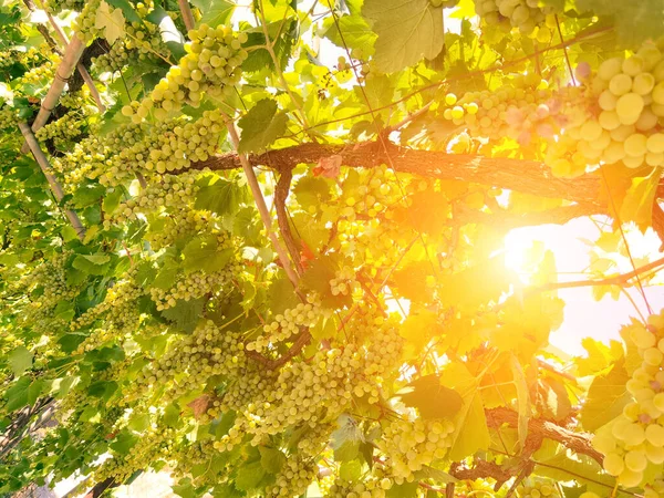 Druiven Een Wijngaard September Herfst Met Rijpe Verse Druiven Groene — Stockfoto