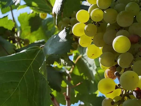 Uvas Viñedo Septiembre Otoño Con Uvas Frescas Maduras Hojas Verdes —  Fotos de Stock