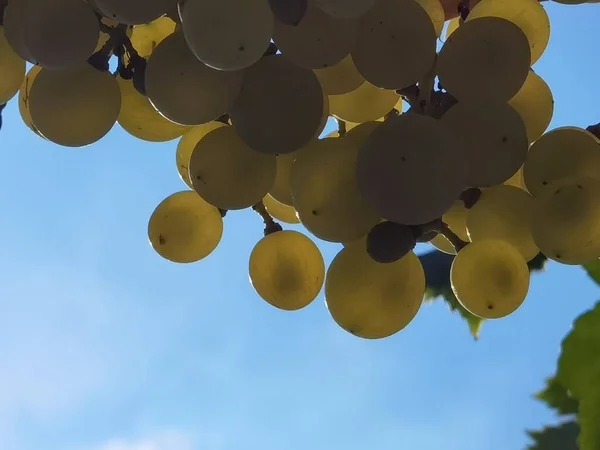 Uvas Viñedo Septiembre Otoño Con Uvas Frescas Maduras Hojas Verdes — Foto de Stock