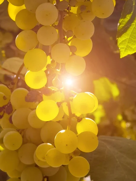 Raisins Dans Vignoble Septembre Automne Avec Des Raisins Frais Mûrs — Photo