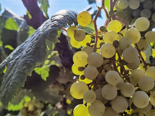 Uvas Viñedo Septiembre Otoño Con Uvas Frescas Maduras Hojas Verdes — Foto de Stock