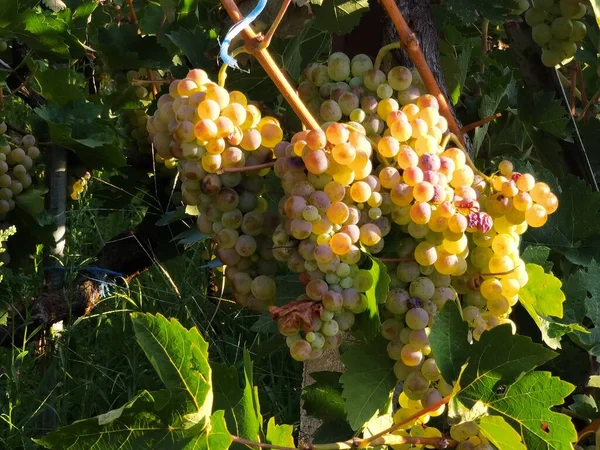 Grapes Ripe Leaves Vineyard Autumn Season Zitsa Village Greece — Stock Photo, Image