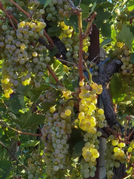 Uvas Maduras Hojas Viña Temporada Otoño Zitsa Pueblo Griego —  Fotos de Stock