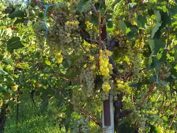 Uvas Maduras Hojas Viña Temporada Otoño Zitsa Pueblo Griego — Foto de Stock