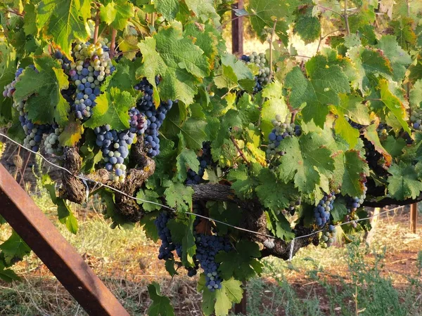 Druiven Rijp Bladeren Wijngaard Herfst Seizoen Zitsa Dorp Griekenland — Stockfoto