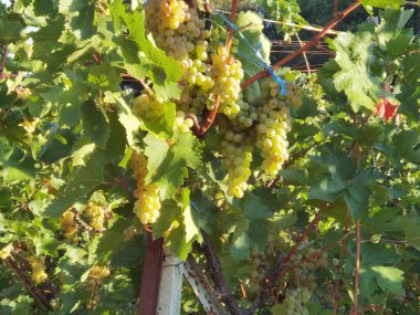 Üzümler olgunlaşmış ve yapraklar üzüm bağlarında sonbahar mevsiminde zitsa köyü Yunanistan 'da