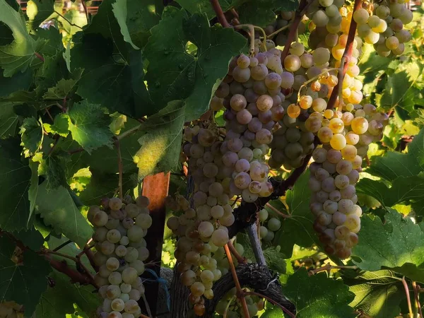 Druiven Rijp Bladeren Wijngaard Herfst Seizoen Zitsa Dorp Griekenland — Stockfoto