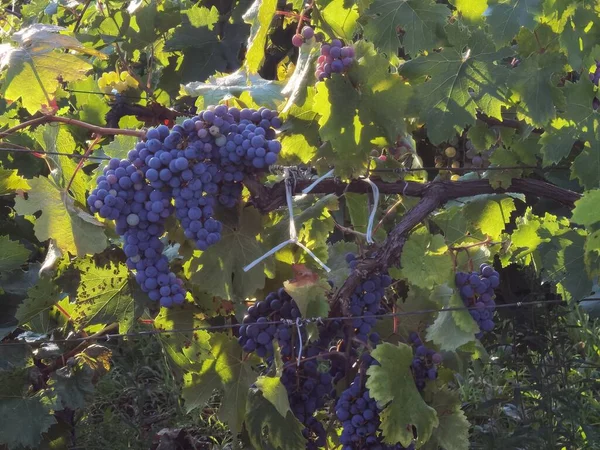 Druiven Rijp Bladeren Wijngaard Herfst Seizoen Zitsa Dorp Griekenland — Stockfoto