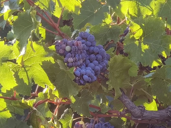 Raisins Mûrs Feuilles Dans Vignoble Saison Automne Zitsa Village Grec — Photo