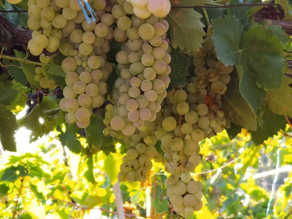 Uvas Maduras Hojas Viña Temporada Otoño Zitsa Pueblo Griego —  Fotos de Stock