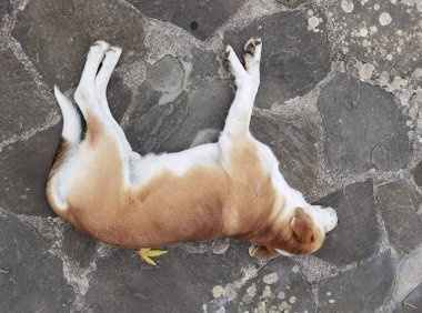 Köpek bahçenin kayalık yüzeyinde uyuyor.