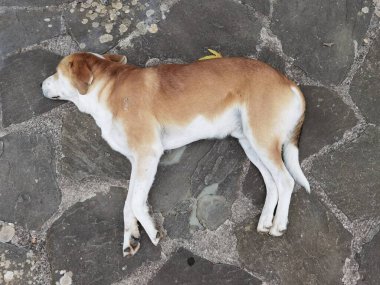 Köpek bahçenin kayalık yüzeyinde uyuyor.