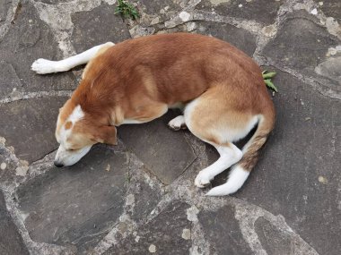 Köpek bahçenin kayalık yüzeyinde uyuyor.