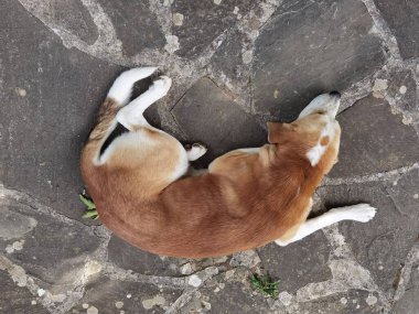 Köpek bahçenin kayalık yüzeyinde uyuyor.