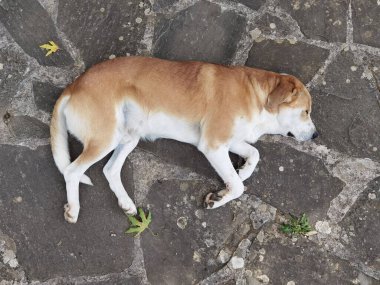 Köpek bahçenin kayalık yüzeyinde uyuyor.