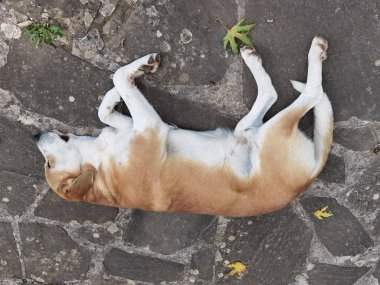 Köpek bahçenin kayalık yüzeyinde uyuyor.