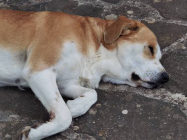 Köpek bahçenin kayalık yüzeyinde uyuyor.