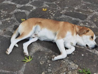 Köpek bahçenin kayalık yüzeyinde uyuyor.