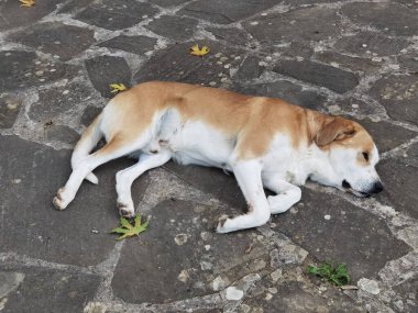 Köpek bahçenin kayalık yüzeyinde uyuyor.