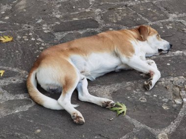 Köpek bahçenin kayalık yüzeyinde uyuyor.