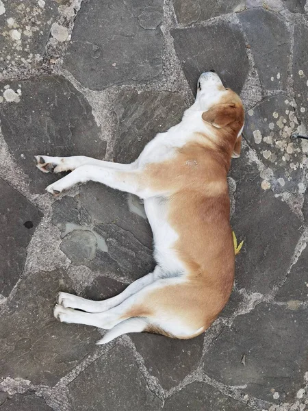 Собака Спит Вид Сверху Каменистую Поверхность Двора — стоковое фото