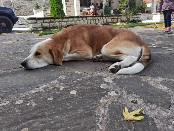 Σκύλος Κοιμάται Πάνω Όψη Στη Βραχώδη Επιφάνεια Αυλή — Φωτογραφία Αρχείου