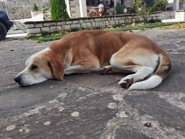 Dog Sleeping Top View Yard Rocky Surface — Stock Photo, Image