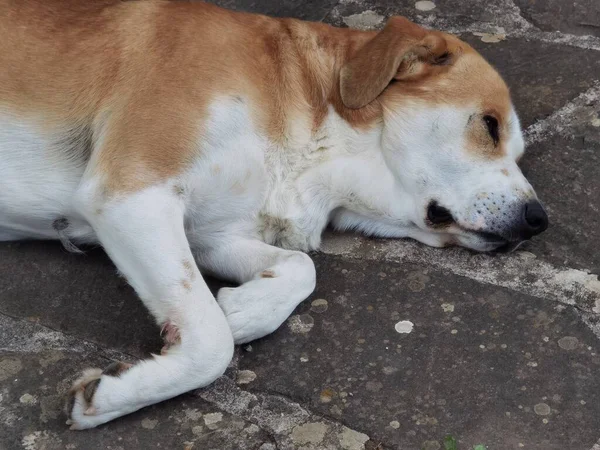 Dog Sleeping Top View Yard Rocky Surface — Stock Photo, Image