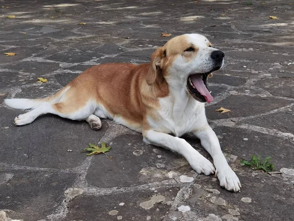 Cão Boca Aberta Dentes Língua Focinho — Fotografia de Stock