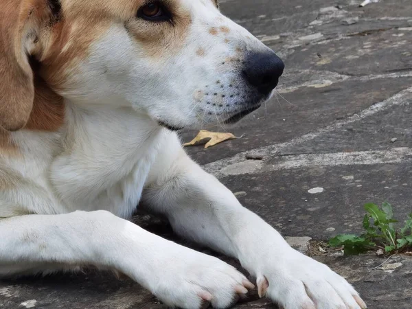 庭の岩の表面で犬ぞりの上から — ストック写真