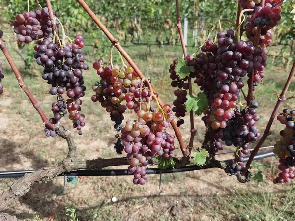 Uvas Tinto Maduro Videira Vinha Temporada Outono Grécia — Fotografia de Stock